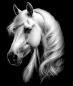 Preview: Wild - Panelbild Pferd 70cm - BIO French Terry