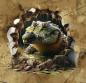 Preview: Wallies - Panelbild Krokodil 70cm - BIO French Terry